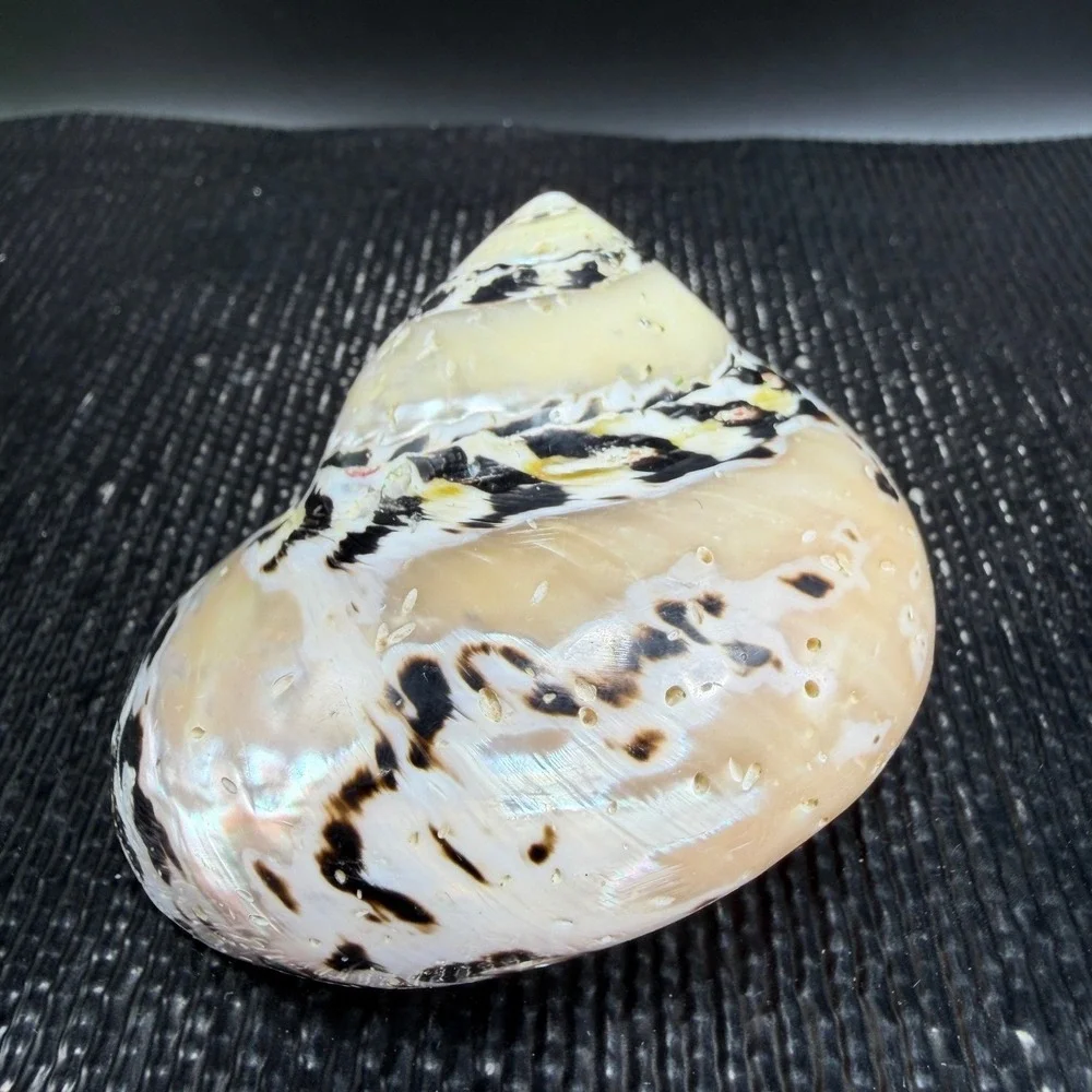 Polished Turbo Marmoratus Sea Shell Pearlescent Green Turban Mother of Pearl 3